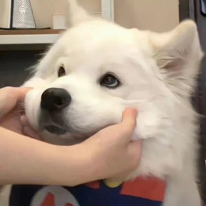 a一级特黄久久精品高清日本大片
